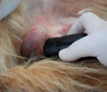 Raffaella pic dog ultrasound