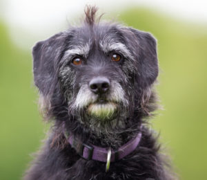 Older black dog outdoors in nature