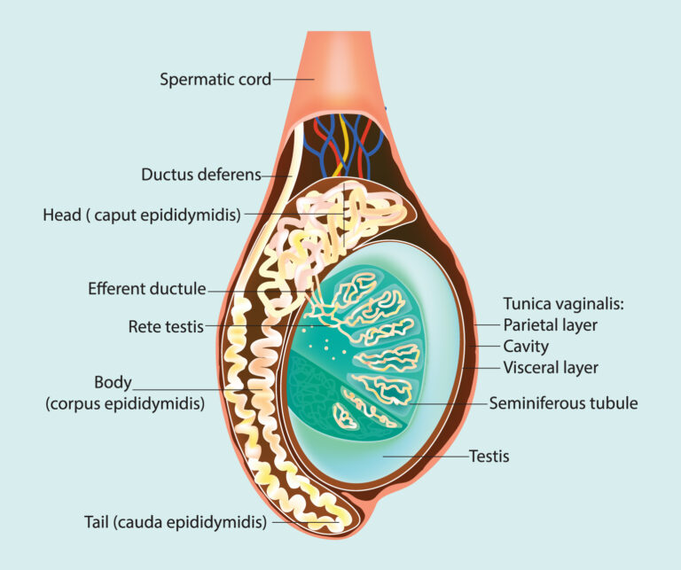 Calcium chloride chemical sterilant in testicle vs. epididymis
