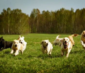 Group of Golden Retrievers