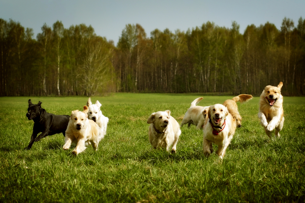 Group of Golden Retrievers