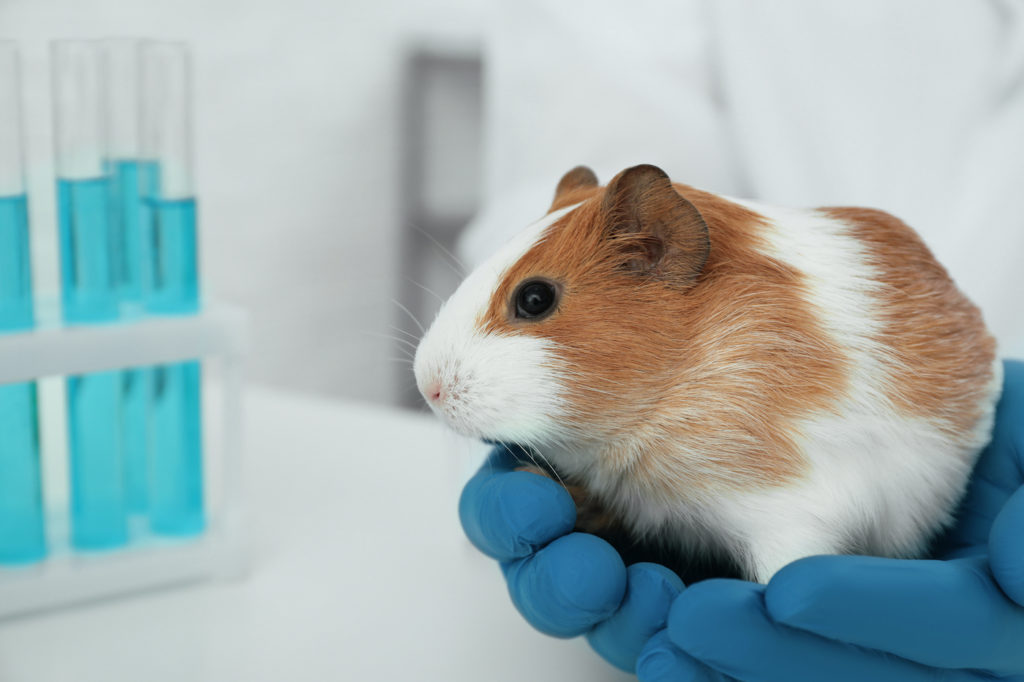 Scientist holding guinea pig in laboratory