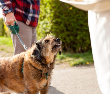 Aggressive crossbreed dog being walked