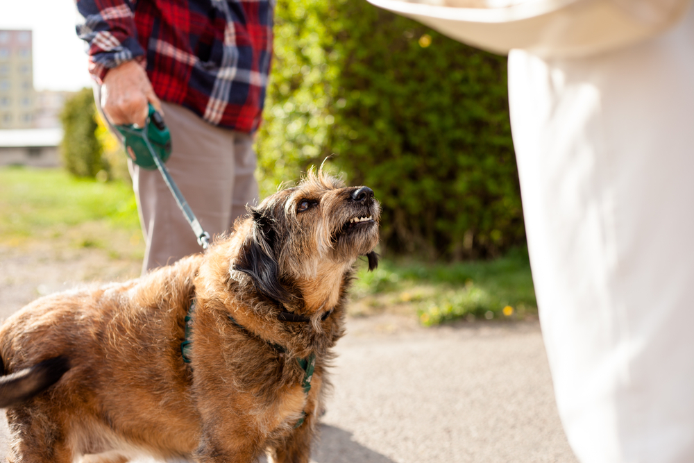 Aggressive crossbreed dog being walked