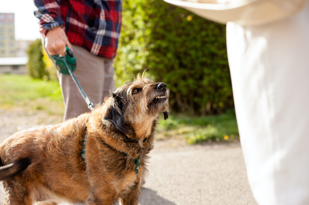 Aggressive crossbreed small dog being walked