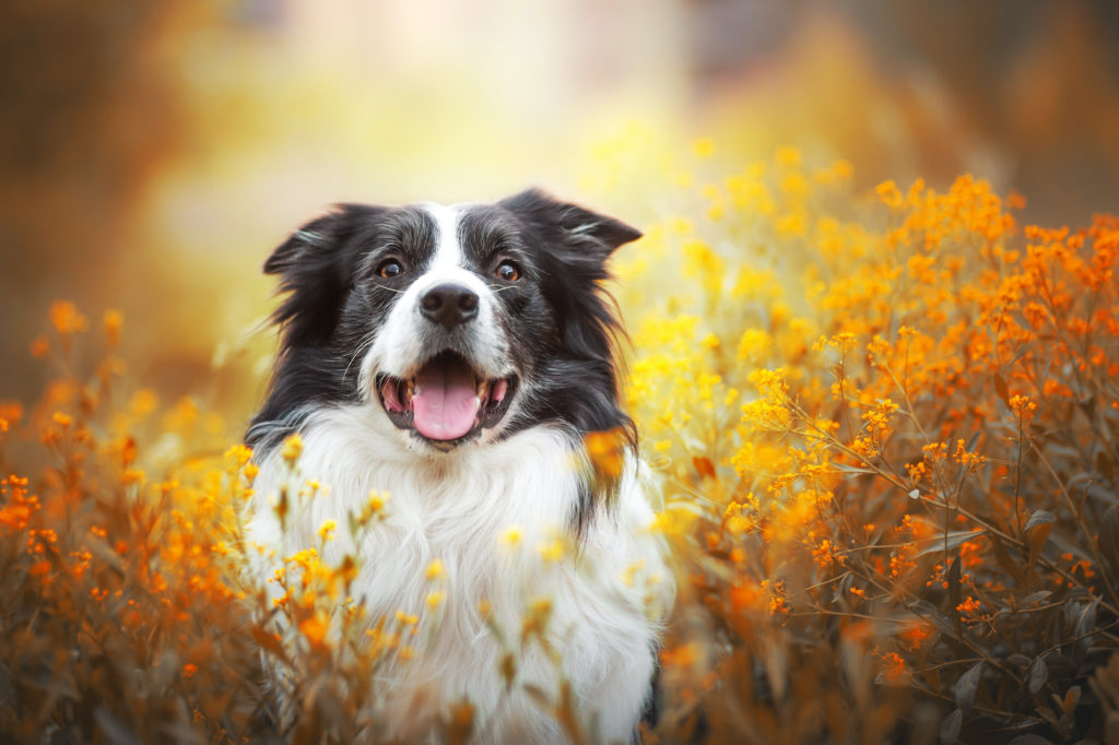 Black and white border collie in field of flowers