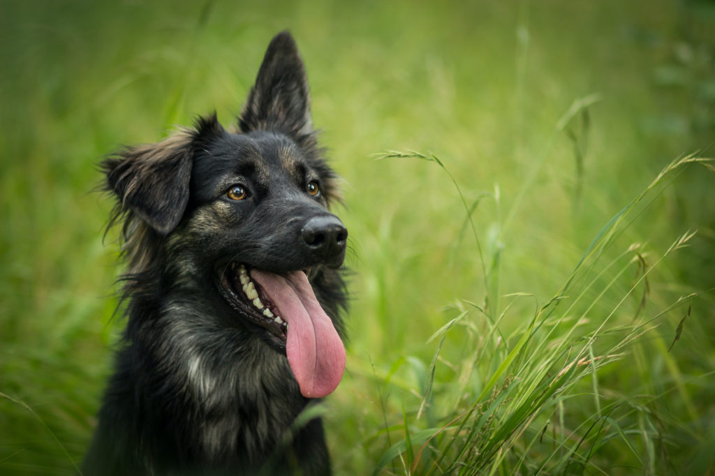 Young crossbreed dog (german shepherd) in grass