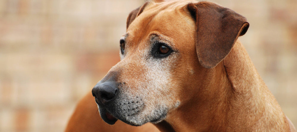 Older male dog