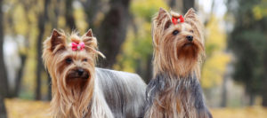 Two female dogs with hair bows