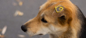Street dog with ear tag