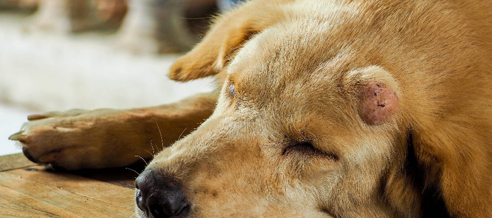 Shrinking dog tumors nonsurgically