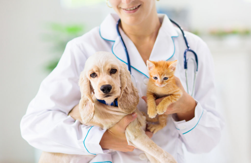 Veterinarian holding a dog and a cat