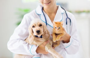 Veterinarian holding a dog and a cat