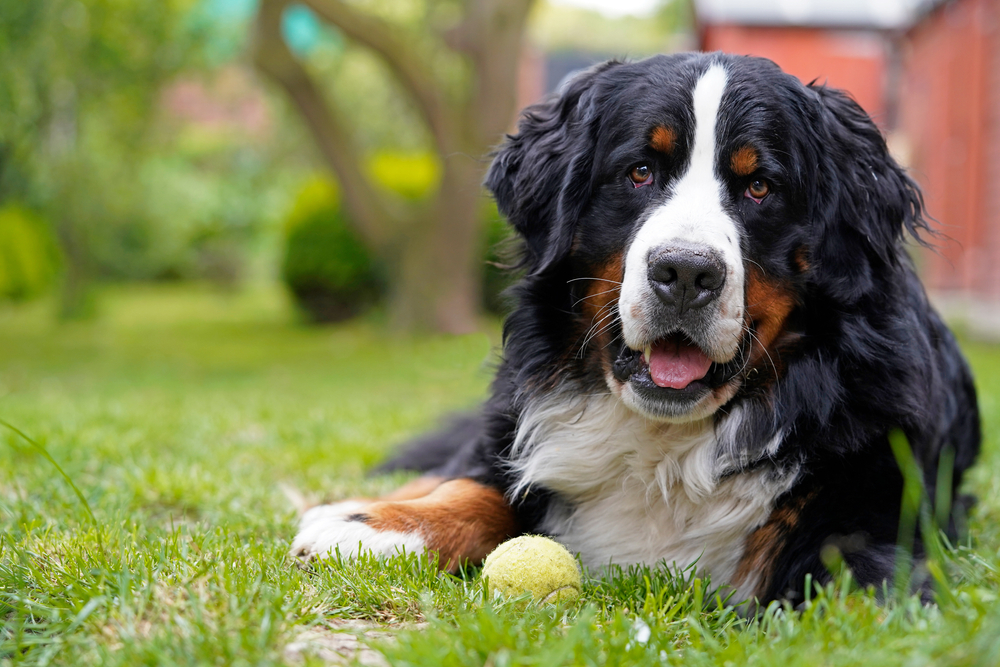 Hormone restoration in dogs is important for large breeds