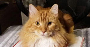 cat with hypertrophic cardiomyopathy