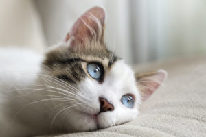 Blue eyed cat resting