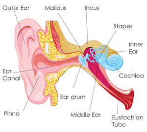 Diagram of human inner ear illustration of treating hearing loss with aldosterone