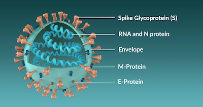 Structure of the SARS-CoV-2 coronavirus molecule