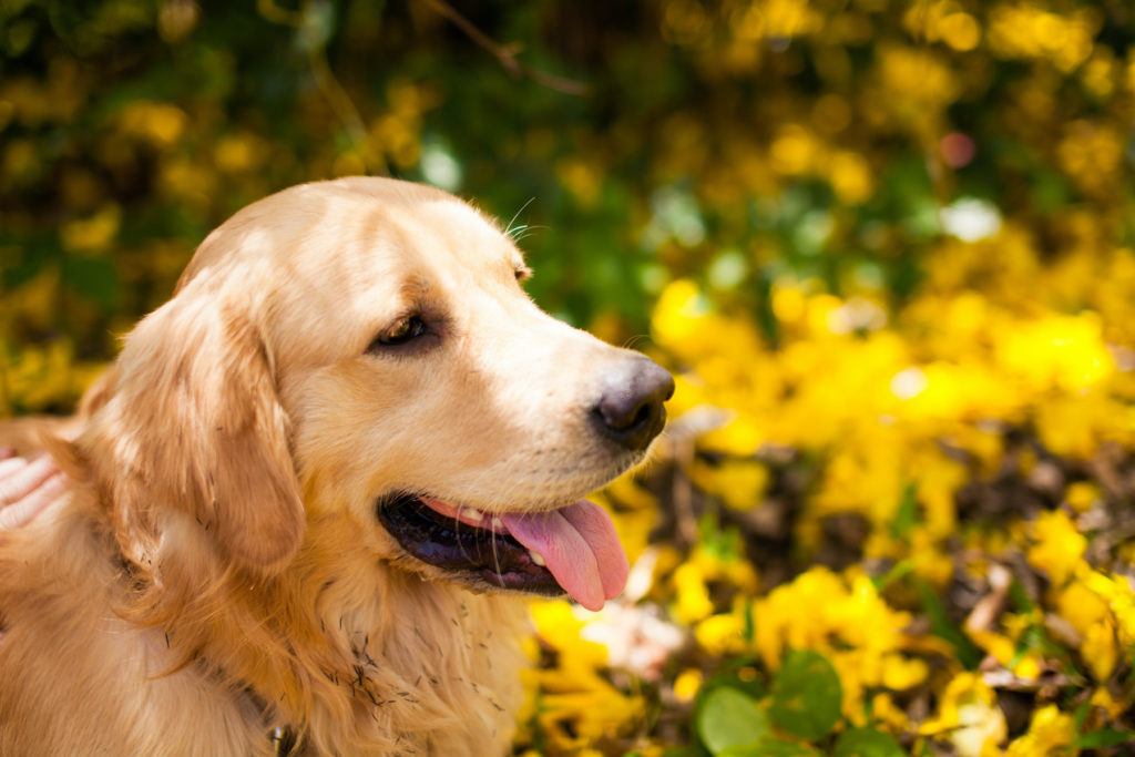 Golden retriever among yellow flowers