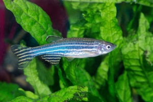 Zebrafish in lush green aquarium