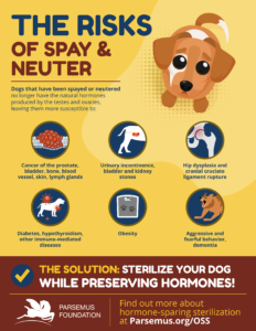 Infographic about the health risks to dogs of traditional spay and neuter