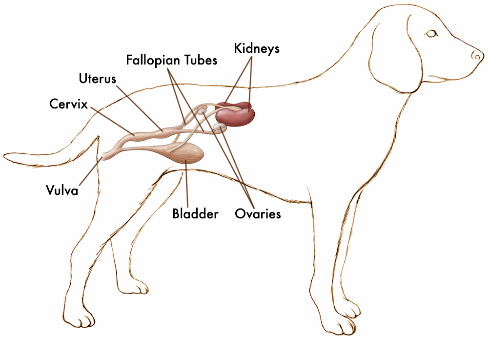 Female-dog-reproductive-system-Callouts for Hormone-Sparing Sterilization Procedures