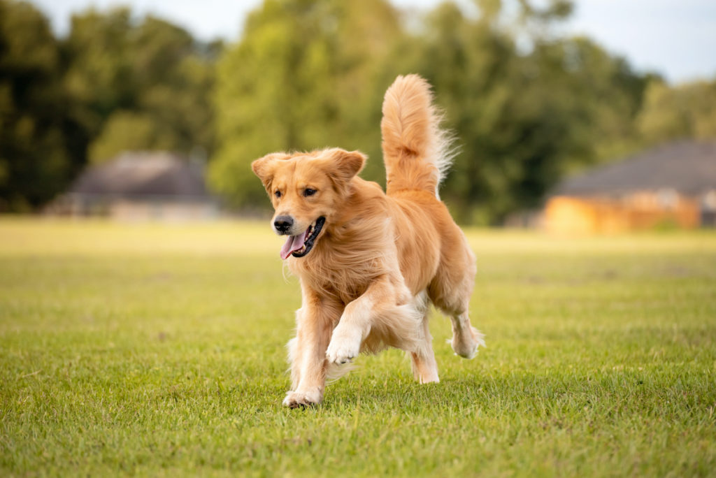 An adult Golden Retriever for Hormone-Sparing Sterilization