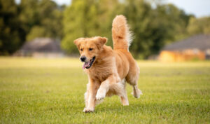 An adult Golden Retriever for Hormone-Sparing Sterilization