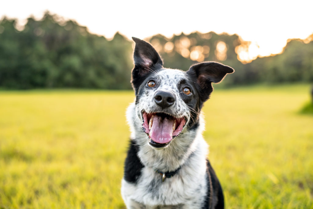 Border Collie for enlarged prostate in dogs