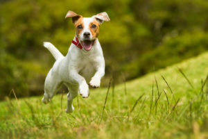 Jack Russel dog for Identification of Dogs Receiving Hormone Sparing Sterilization