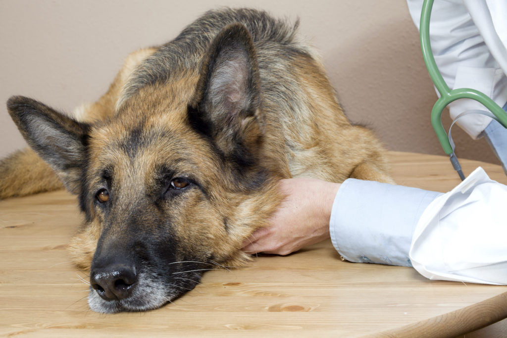 Sick German Shepherd to show how Spaying and Neutering Affect Health