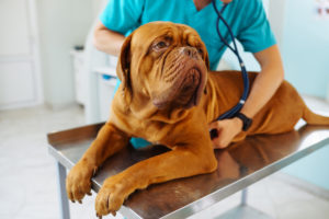 Veterinarian examining dog for healthproblems after spay or neuter caused by high luteinizing hormone levels