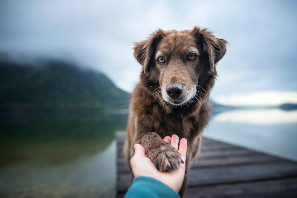 First study on health outcomes of canine vasectomy and ovary-sparing spay, shown by a dog giving a human its paw.