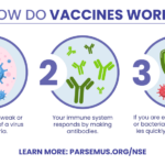 Infographic on How Vaccines Work.