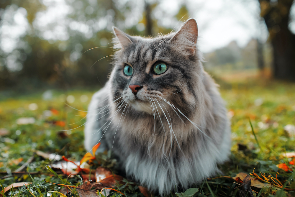 Siberian cat with green eyes sitting outdoors