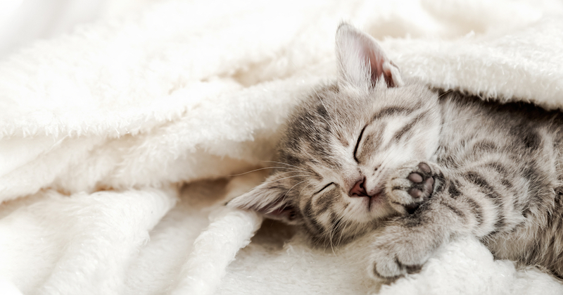 Cute tabby kitten sleeping on white soft blanket