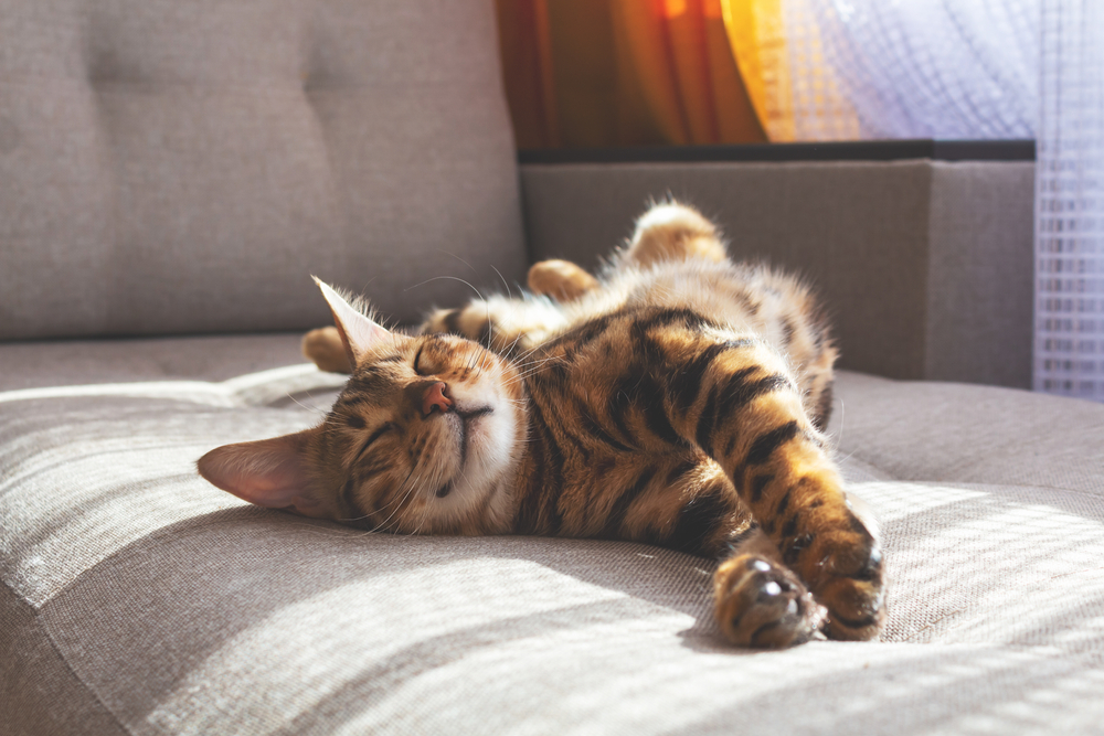 Hormone-sparing sterilization for cats as shown by a Bengal cat sleeping on a bed.