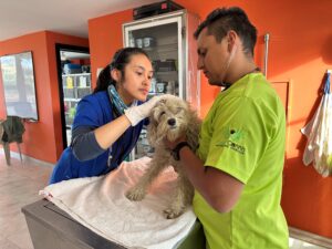 Amici Cannis caring for dog