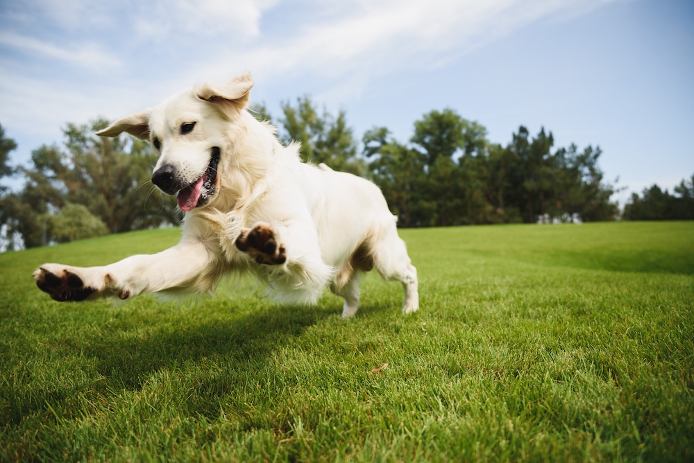 Parsemus’ work on hormone restoration in dogs featured as shown by a Golden Retriever playing with a ball