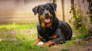 Analysis of longevity in Rottweilers based on neuter status as shown by a dog with a ball in the garden