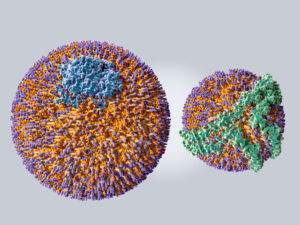 Why Apolipoprotein B testing is important for heart health as shown by diagram of LDL molecule