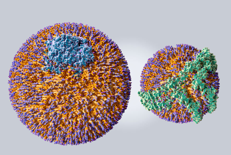 Why Apolipoprotein B testing is important for heart health as shown by diagram of LDL molecule