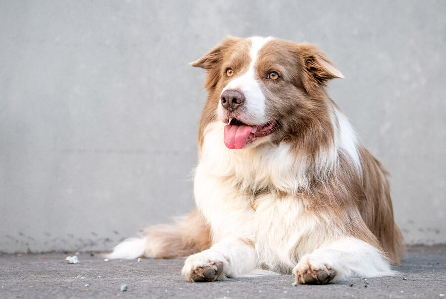 Pax benefited from hormone replacement therapy