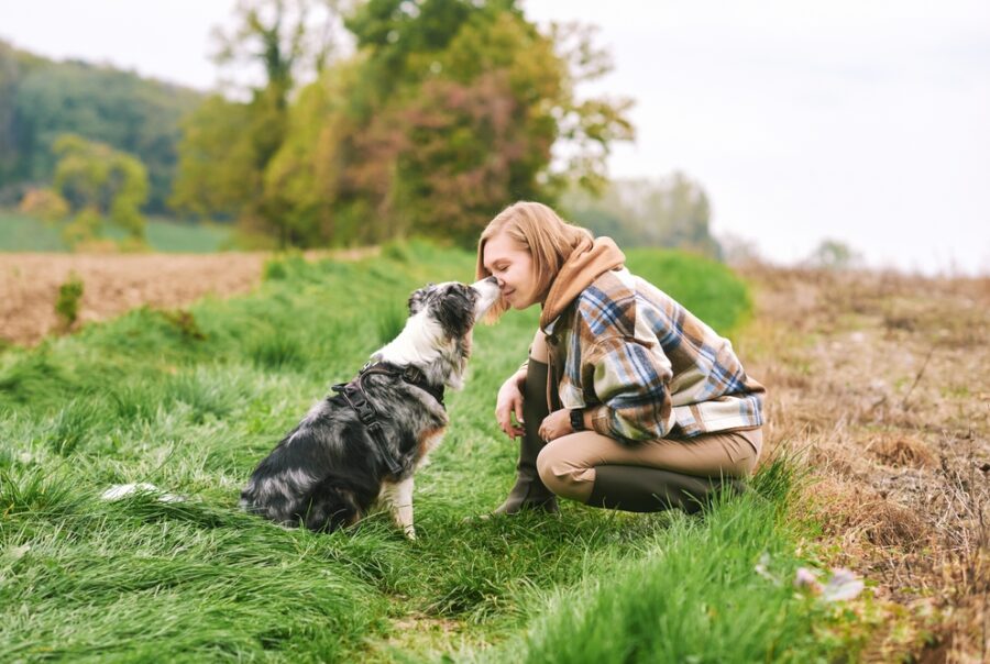 Historical review of castration in male animals as shown by an outdoor portrait of young woman playing with Australian Shepherd dog