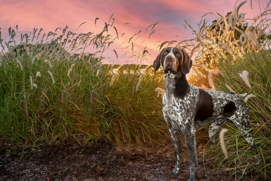German shorthair pointers benefit from delaying spay/neuter