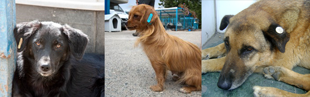 Freeze branding vs. ear tagging