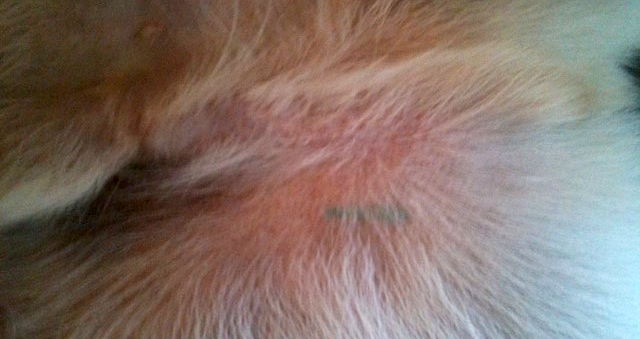 Photo: Steinberger marking after 2 years, abdomen of male dog. Photo credit: Ruth Steinberger