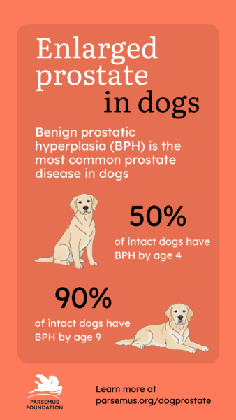 Dog enlarged prostate BPH infographic
