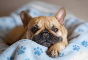 French bulldog nestled on blue blanket