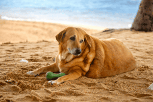 Obese dog on beach with chew toy